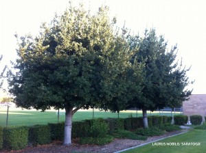 Laurus nobilis 'Saratoga' 2